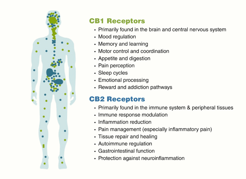 CB1 & CB2 Receptors - Hana